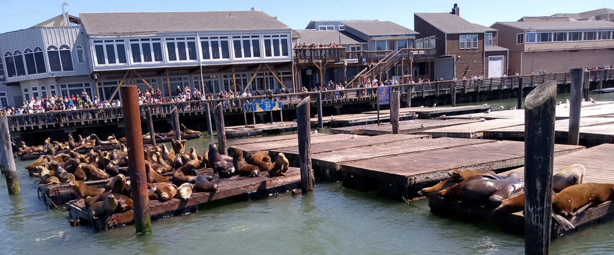 pier_39_sea_lions_resting_living_at_the_docks